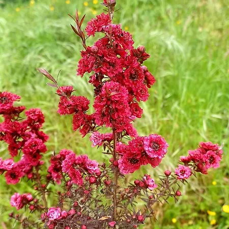 El Rincon De La Naturaleza El Avellanal