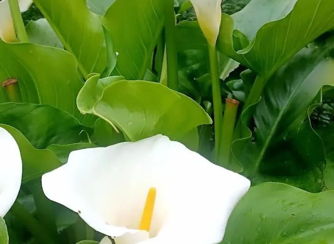 El Rincon De La Naturaleza Feriehus