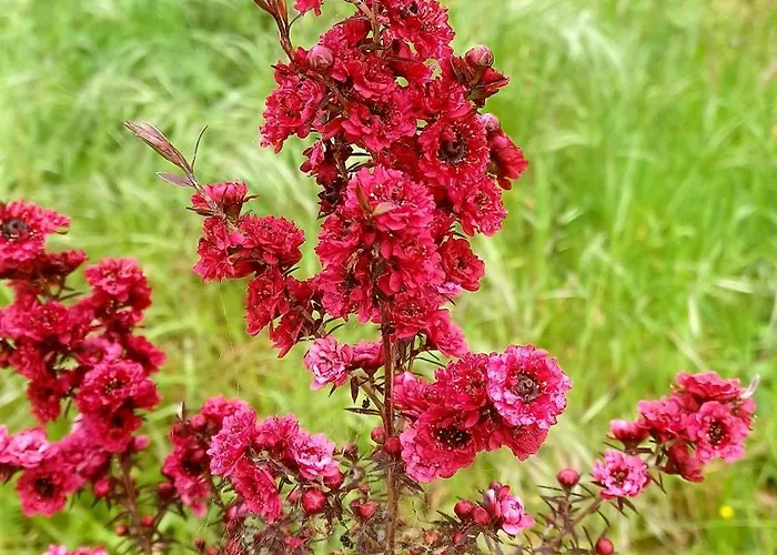 El Rincon De La Naturaleza El Avellanal